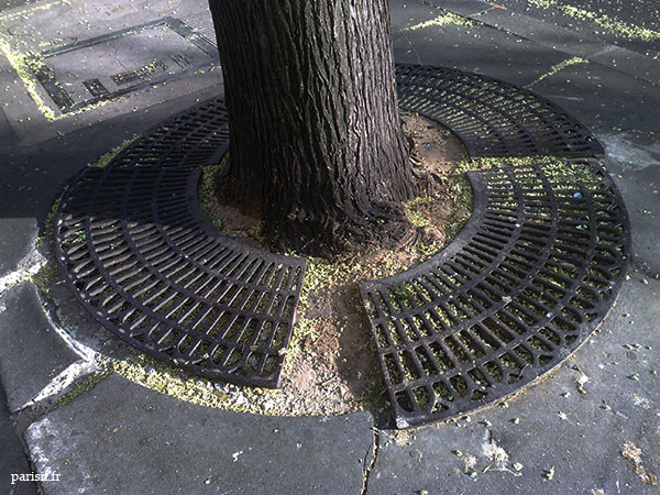 Grille de protection des arbres. Les arbres sont les principaux résidents de nos trottoirs, toujours fidèles au poste. Grille de protection des arbres. Les arbres sont les principaux résidents de nos trottoirs, toujours fidèles au poste.